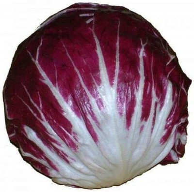 CYBEXIS Good Germination Red Cabbage Seeds2000 Seeds Seed(2000 per packet)