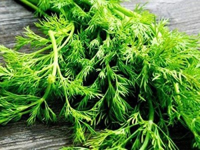 CYBEXIS GBPUT-78 - Dill Mammoth Giant - (250 Seeds) Seed(250 per packet)