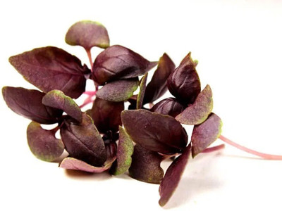 Qualtivate HUA-79 Basil Red Rubin Seeds Seed(1000 per packet)