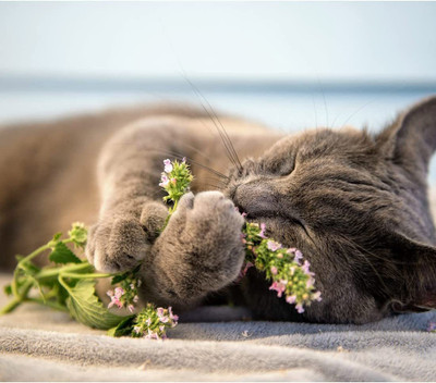 VibeX ® VLR-27 Catnip Cat Mint Catwort Catswort Seed(1000 per packet)