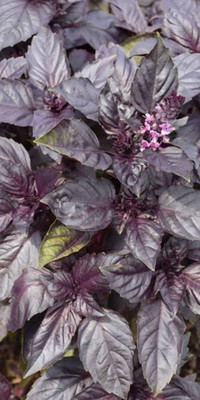 WILLVINE GUA-29 Red Rubin Basil Seeds Seed(1000 per packet)