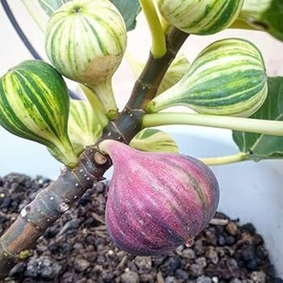 XOLDA Organic Anjeer Fig Seed(20 per packet)