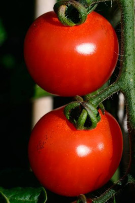 SSPLANTS tomato Seed(30 per packet)
