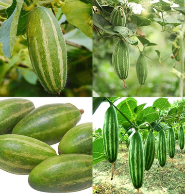 ibains Parwal seeds beej 39 Seed(39 per packet)