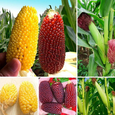 WILLVINE KGF -X Gem Corn Seeds for Planting-[500g] Seed(2000 per packet)
