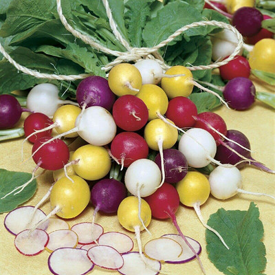 CYBEXIS High Germination Seeds of Rainbow Radish600 Seeds Seed(600 per packet)
