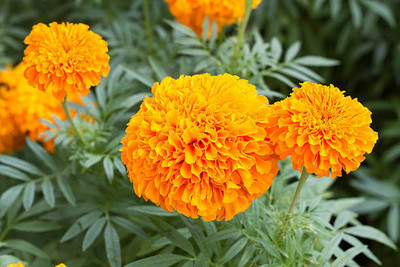 JAYANTAHALDER marigold/gende ka phool flower seeds Seed(25 per packet)