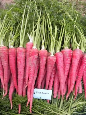 CYBEXIS Indian Pink Imported Carrot Variety4000 Seeds Seed(4000 per packet)