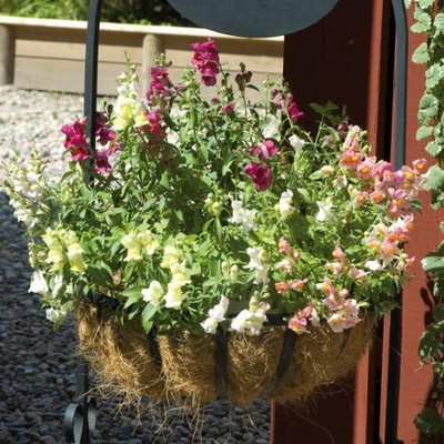 CRGO ANTIRRHINUM Seed(175 per packet)