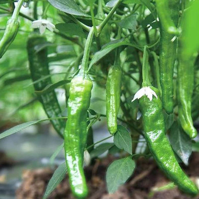 CYBEXIS Hybrid chilli Pepper Seeds2400 Seeds Seed(2400 per packet)