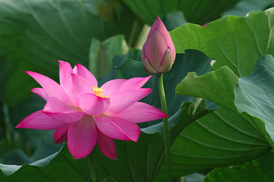 ginnienterpris lotus,kamal gatta Seed(15 per packet)
