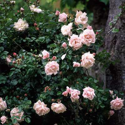 CYBEXIS HUA-48 - Climbing Rose - White Roses - (300 Seeds) Seed(300 per packet)