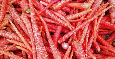 KNESSiN Carrot Altrincham Seed(300 per packet)