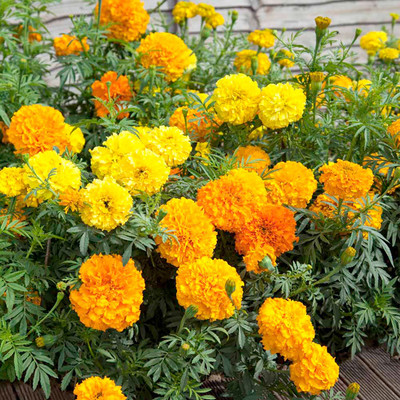 EcoFusion marigold flower seeds hybrid mix Seed(21 per packet)