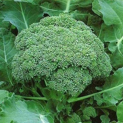 CYBEXIS Organic F1 Hybrid Broccoli Vegetable Seeds2000 Seeds Seed(2000 per packet)