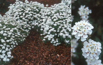 Aywal Candytuft f1 Hybrid Flower Seed(50 per packet)