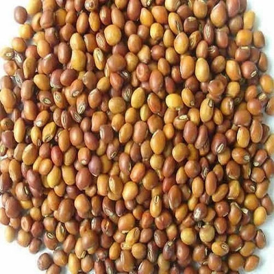 hyb 1kg desi arhar/toor dal seeds highest yield varieties Seed(1 per packet)