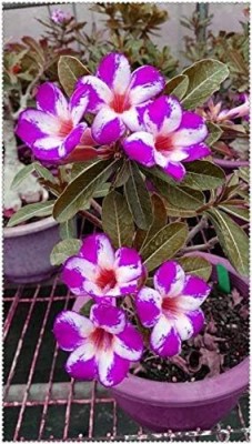 Qualtivate VXI-278 Purple White Adenium obesum Desert Rose Seeds Seed(30 per packet)