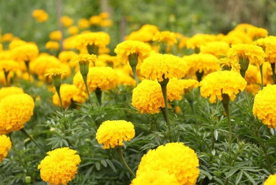 VERTISE African गेंदे का फूल / Organic Flower Yellow Seed(200 per packet)