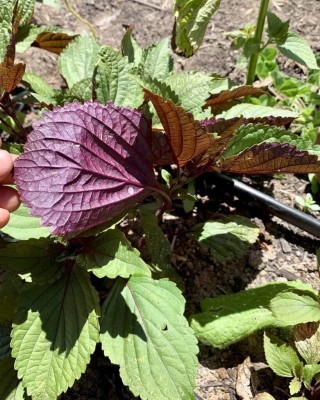 CYBEXIS GBPUT-61 - Kaori Ao Shiso Perilla - (250 Seeds) Seed(250 per packet)