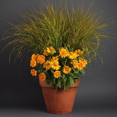 Avysa GAILLARDIA (BLANKET FLOWERS) Seed(40 per packet)