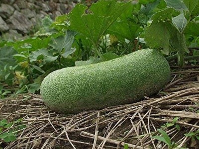 BDSresolve deshi ash gourd seeds for planting/Ash gourd seed 37 Seed(37 per packet)