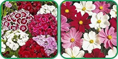 MAA Sweet William Seed(24 per packet)