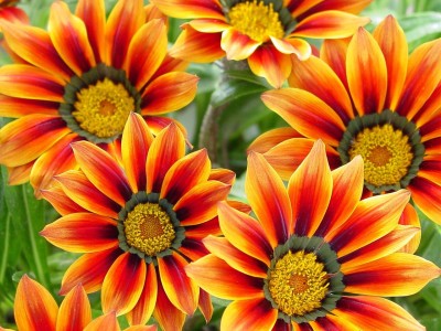 Quentova Gazania Trailing Green Leaf Fiesta Red-NCS-22J Seed(60 per packet)