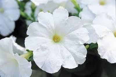 Seedsqlty Petunia flower seeds white Seed(20 per packet)