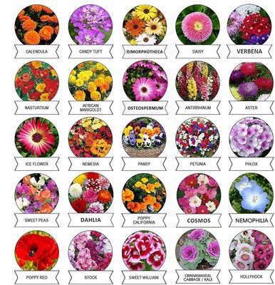 CYBEXIS 25 Varieties Imported Flower Combo Seed(10 g)