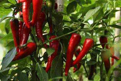 Kodali Hybrid F1 Chilli Seeds Pack Of 37 Seed(37 per packet)