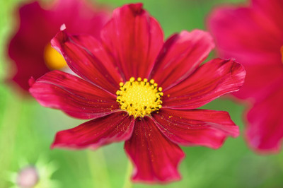 JAWKEY Cosmos bipinnatus ‘Rubenza’ Seed(30 per packet)