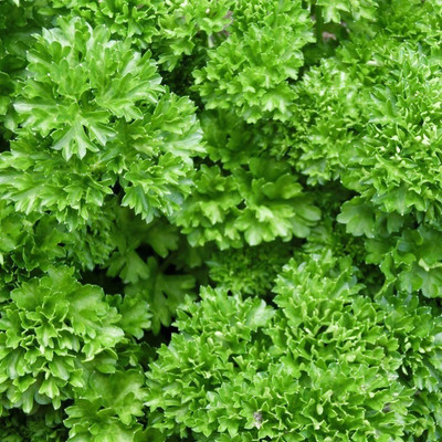 SOWCAN Parsley (forest green curly variety) Seed(100 per packet)