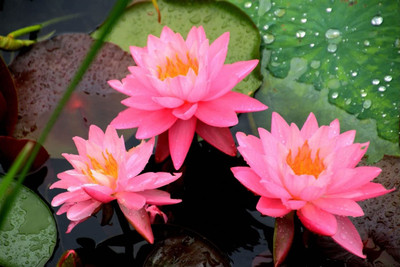 CYBEXIS XL-80 - Mixed Lotus Flower - (270 Seeds) Seed(270 per packet)