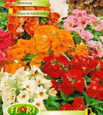 LPR NEMESIA Seed(20 per packet)