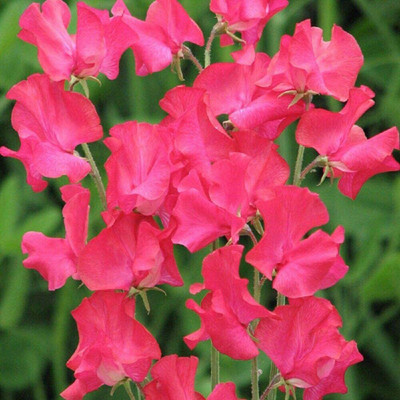 CYBEXIS Sweet Pea Judith Wilkinson Seed(50 per packet)