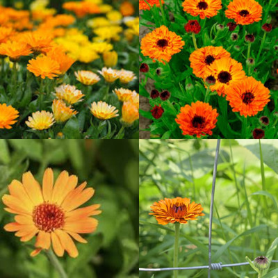 ibains Calendula seeds for gardening bij 23 Seed(23 per packet)
