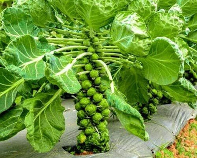 KNESSiN Brussel Sprouts Casiopea Seed(1250 per packet)