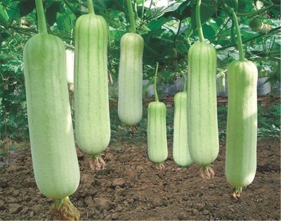 VibeX VXI-2 - Organic Luffa Sponge Gourd - (900 Seeds) Seed(900 per packet)