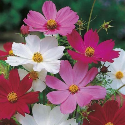 VibeX LX-47 - Sensation Mix Cosmos Flower - (90 Seeds) Seed(90 per packet)