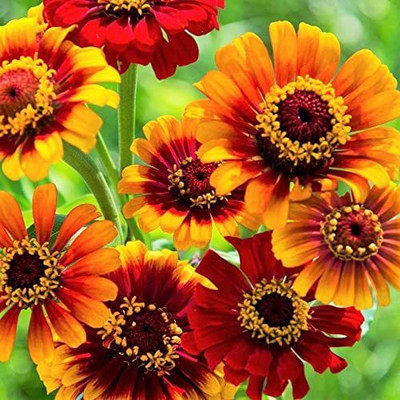 CYBEXIS TLX-41 - Bold Bicolor Multicolor Mexican Red Yellow Zinnia - (270 Seeds) Seed(270 per packet)