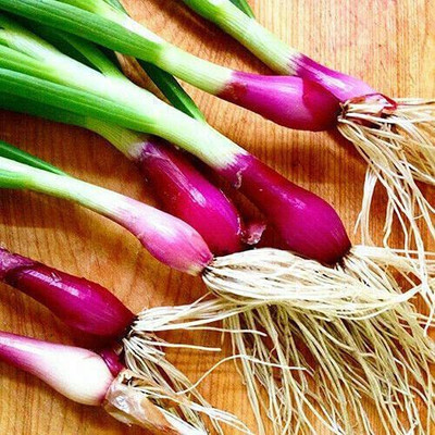 VibeX XLL-69 - Red Welsh Onion - (4500 Seeds) Seed(4500 per packet)