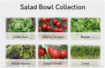 CYBEXIS 6 Salad Bowl Collection Seed(10 g)