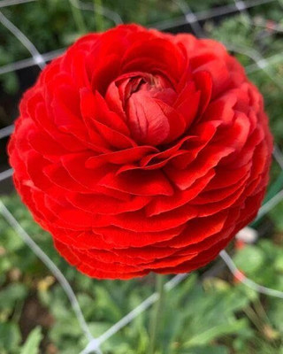 Aywal Ranunculus Flower Bulbs Mix Colour Seed(1 per packet)