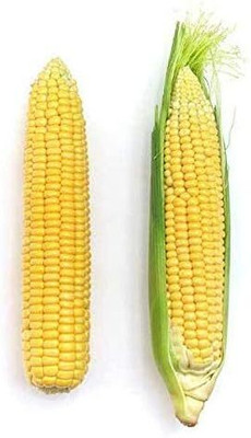 WILLVINE PUAS -XII Early Sunglow Hybrid F1 Corn Seeds-[100g] Seed(400 per packet)