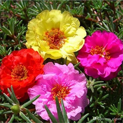 Qualtivate HUA-32 Portulaca/ Moss Rose/ 9'o Clock Mix Flower Seeds Seed(50 per packet)