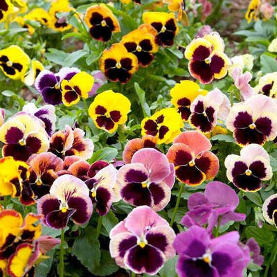 Flipkart SmartBuy Exotic Pancy Flower Mix Seed(20 per packet)
