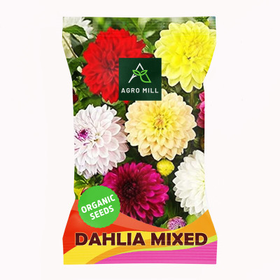 AGRO MILL DAHLIA MULTIFLORA DOUBLE MIXED PREMIUM QUALITY FLOWER Seed(30 per packet)