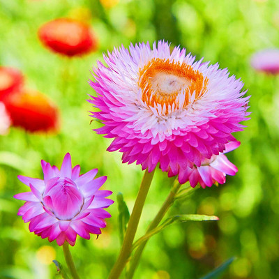 Aywal Helichrysum Seed(80 per packet)