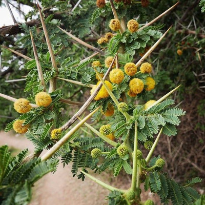 Pbevergreen Babool Plant Seed(105 per packet)